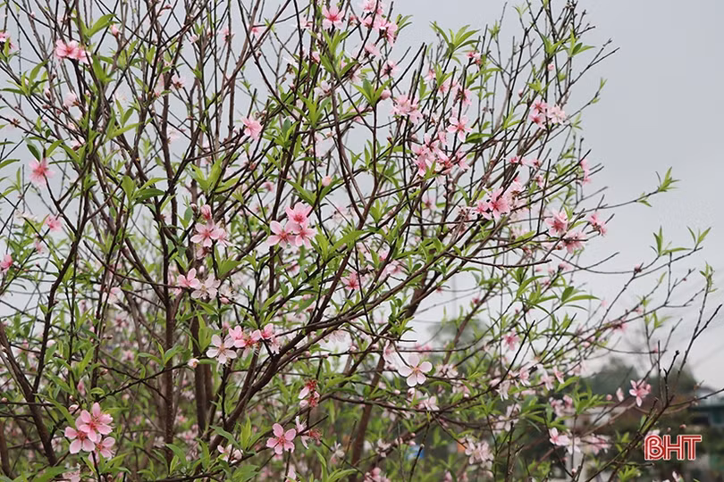 Làng đào xứ Cẩm bung nụ đón tết