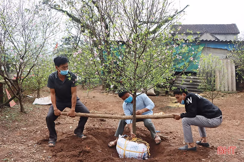 Làng đào xứ Cẩm bung nụ đón tết