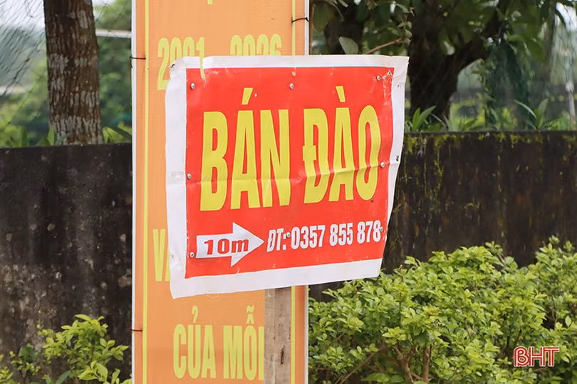 Làng đào xứ Cẩm bung nụ đón tết