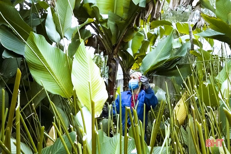 Tất bật ngày cuối năm tại làng lá dong lớn nhất Hà Tĩnh