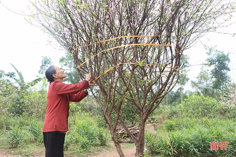 Làng đào xứ Cẩm bung nụ đón tết