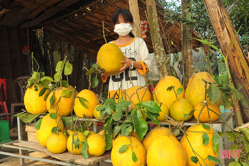 Hấp dẫn bưởi chum Hà Linh dịp tết