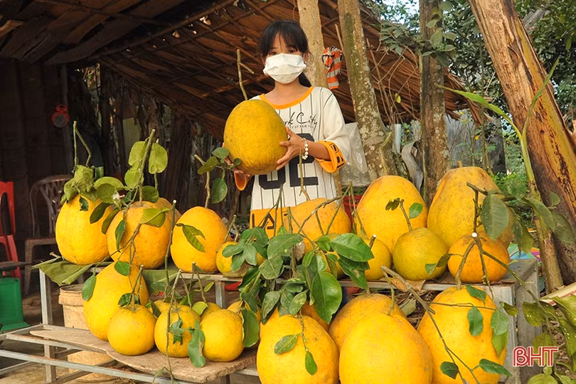 Hấp dẫn bưởi chum ­Hà Linh dịp tết
