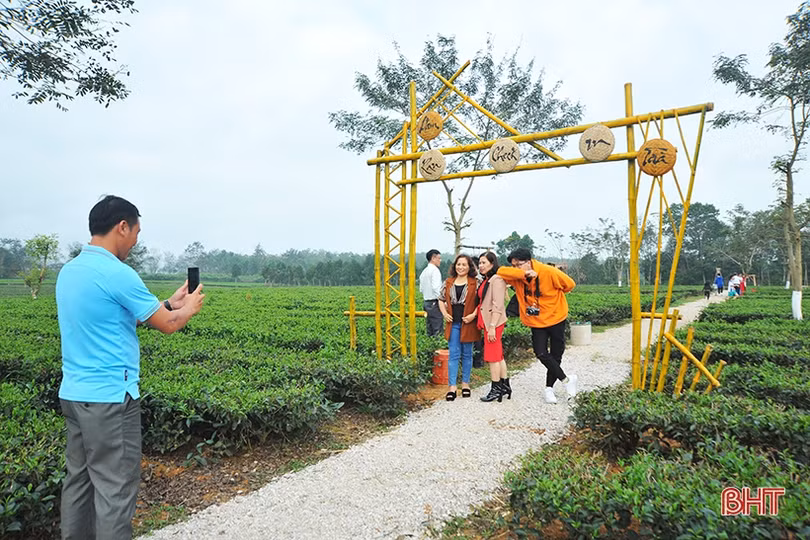 Đồi chè Hương Trà hút khách tham quan dịp tết