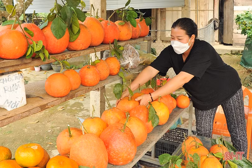 Hấp dẫn bưởi chum ­Hà Linh dịp tết