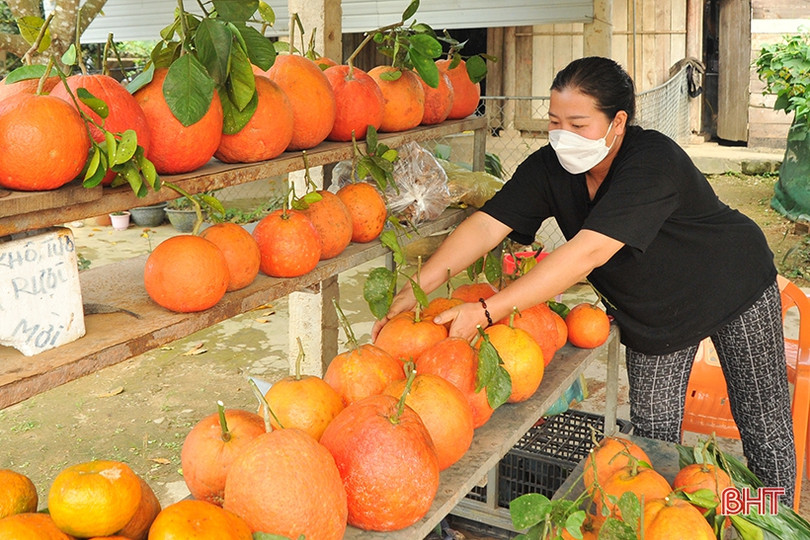 Hấp dẫn bưởi chum Hà Linh dịp tết