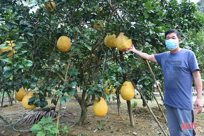 Hấp dẫn bưởi chum Hà Linh dịp tết