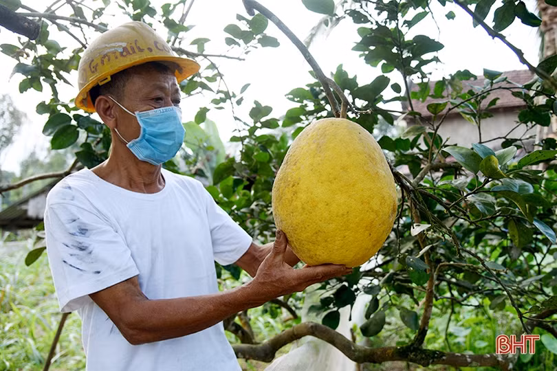 Hấp dẫn bưởi chum ­Hà Linh dịp tết