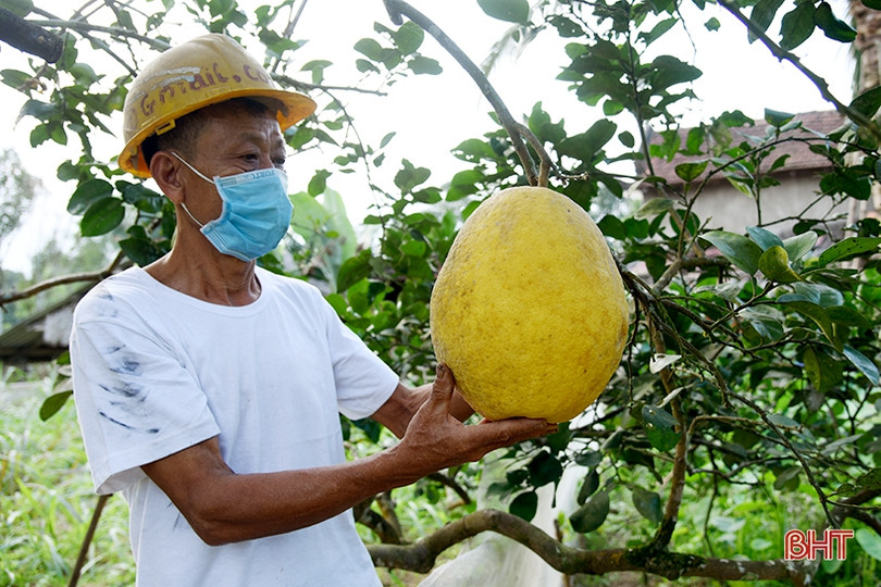 Hấp dẫn bưởi chum Hà Linh dịp tết