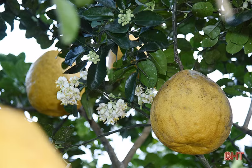 Hấp dẫn bưởi chum ­Hà Linh dịp tết