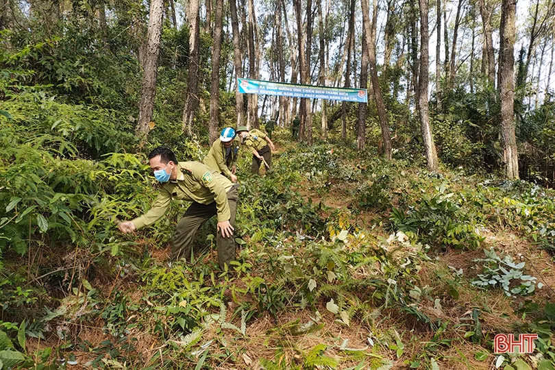 Nỗ lực gìn giữ, bảo vệ “lá phổi xanh” cho Hà Tĩnh