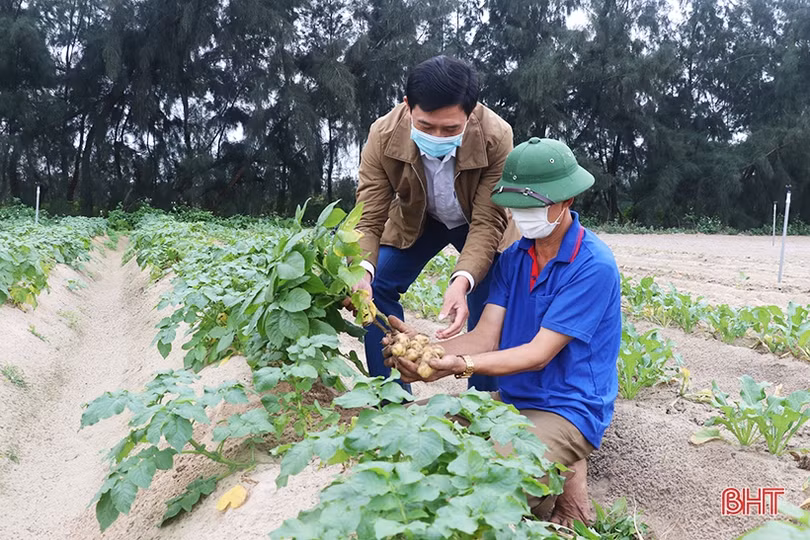 Xanh hóa vùng cát trắng ven biển Hà Tĩnh