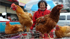 Gia cầm được bày bán ở tỉnh An Huy (Trung Quốc). Ảnh: AP