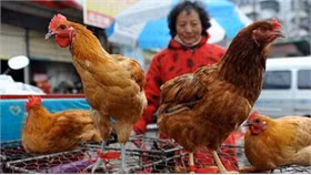 Gia cầm được bày bán ở tỉnh An Huy (Trung Quốc). Ảnh: AP