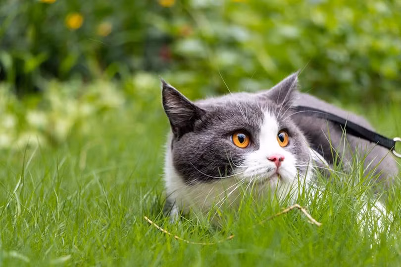 Giảm bạch cầu 1.jpg