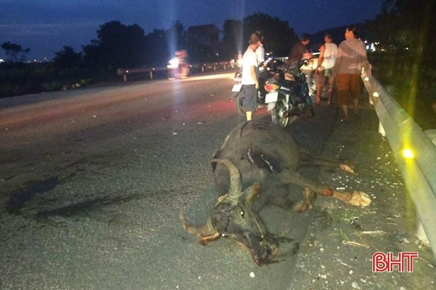 Đâm vào trâu trên QL 1A qua Hà Tĩnh, “xế hộp” biển Nghệ An méo đầu, bung cả 2 túi khí