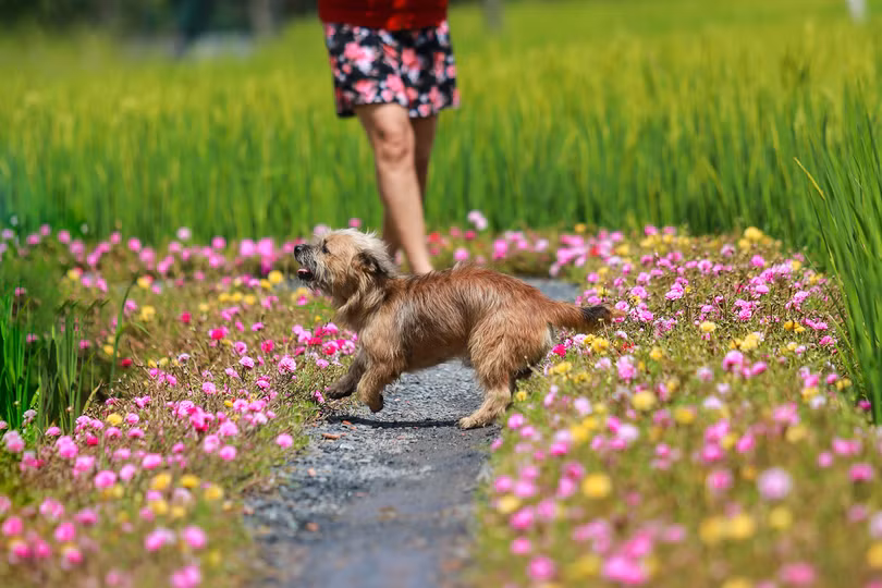 Con đường hoa mười giờ len lỏi giữa đồng lúa xanh đẹp như tranh ở Sài Gòn