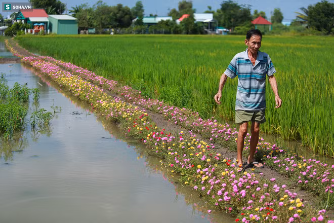 Con đường hoa mười giờ len lỏi giữa đồng lúa xanh đẹp như tranh ở Sài Gòn