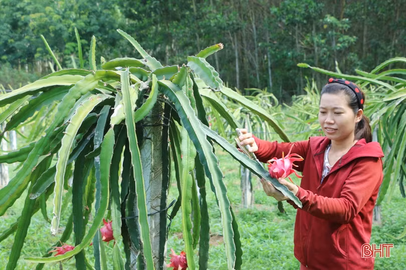 Sản phẩm nông nghiệp Hà Tĩnh đắt hàng, được giá dịp rằm tháng 7