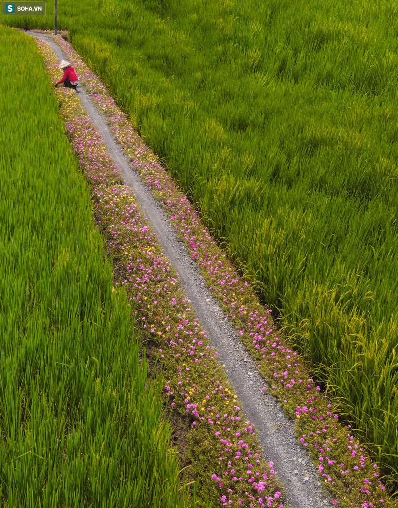 Con đường hoa mười giờ len lỏi giữa đồng lúa xanh đẹp như tranh ở Sài Gòn