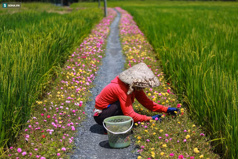 Con đường hoa mười giờ len lỏi giữa đồng lúa xanh đẹp như tranh ở Sài Gòn