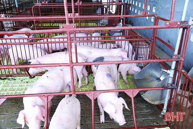 Hà Tĩnh: Hơn 1,5 triệu con gia súc, gia cầm sẽ được tiêm phòng đợt 2/2020