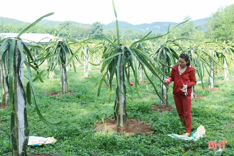 Sản phẩm nông nghiệp Hà Tĩnh đắt hàng, được giá dịp rằm tháng 7