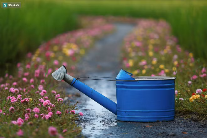 Con đường hoa mười giờ len lỏi giữa đồng lúa xanh đẹp như tranh ở Sài Gòn