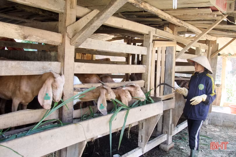 Dê Boer mở hướng chăn nuôi mới cho người dân miền núi Hà Tĩnh
