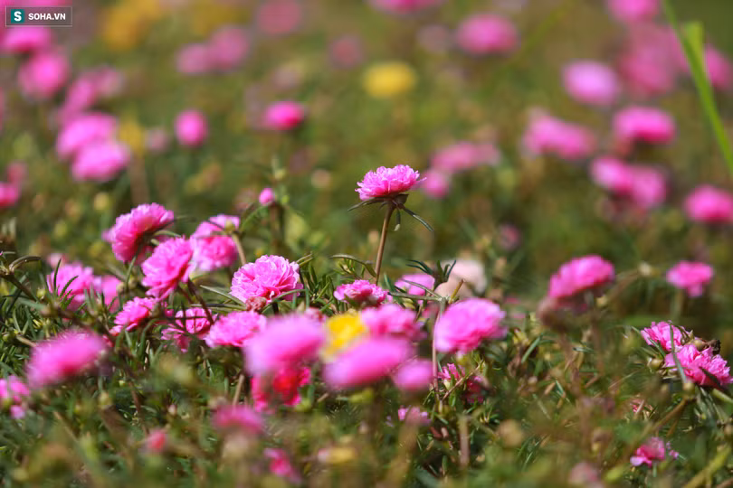 Con đường hoa mười giờ len lỏi giữa đồng lúa xanh đẹp như tranh ở Sài Gòn