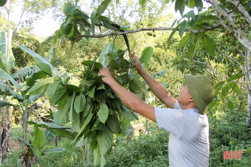 Dê Boer mở hướng chăn nuôi mới cho người dân miền núi Hà Tĩnh
