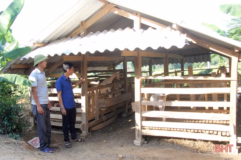 Dê Boer mở hướng chăn nuôi mới cho người dân miền núi Hà Tĩnh