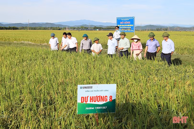 Sản xuất lúa theo tiêu chuẩn hữu cơ gắn với sản phẩm OCOP cho kết quả khả quan