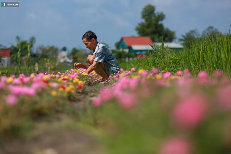 Con đường hoa mười giờ len lỏi giữa đồng lúa xanh đẹp như tranh ở Sài Gòn
