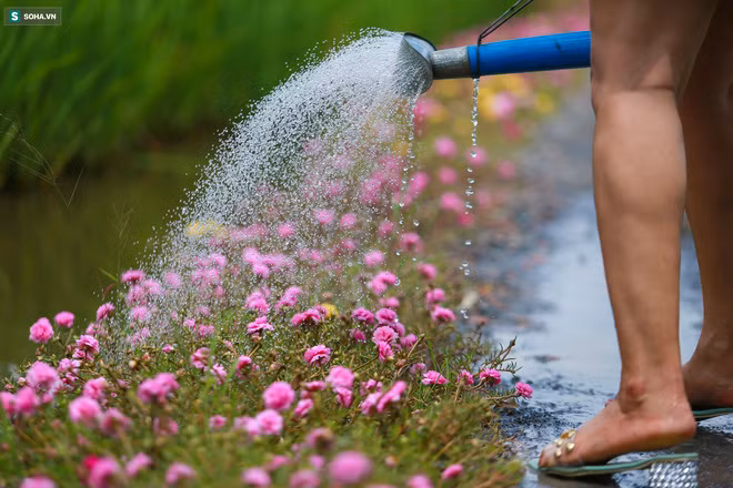 Con đường hoa mười giờ len lỏi giữa đồng lúa xanh đẹp như tranh ở Sài Gòn