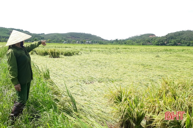 Hà Tĩnh thu hoạch lúa hè thu đạt gần 10% diện tích