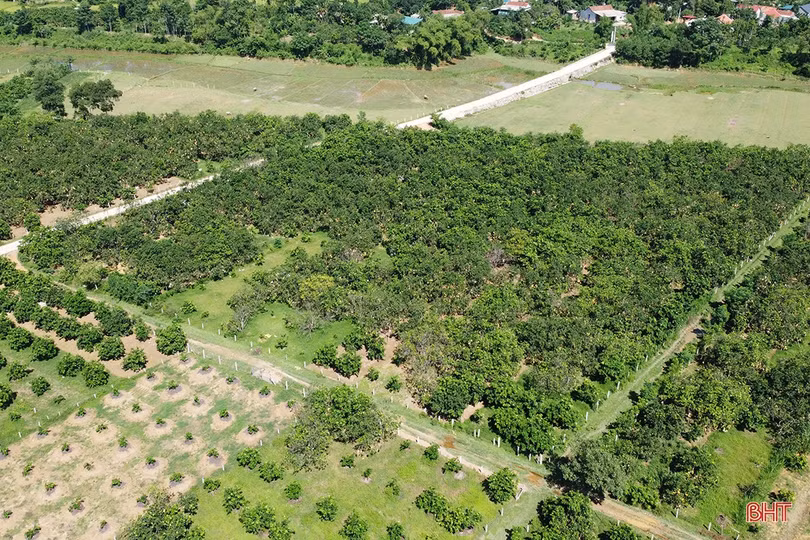 Đặc sản bưởi Phúc Trạch “lên ngôi”, người dân miền núi Hà Tĩnh “đổi đời”!