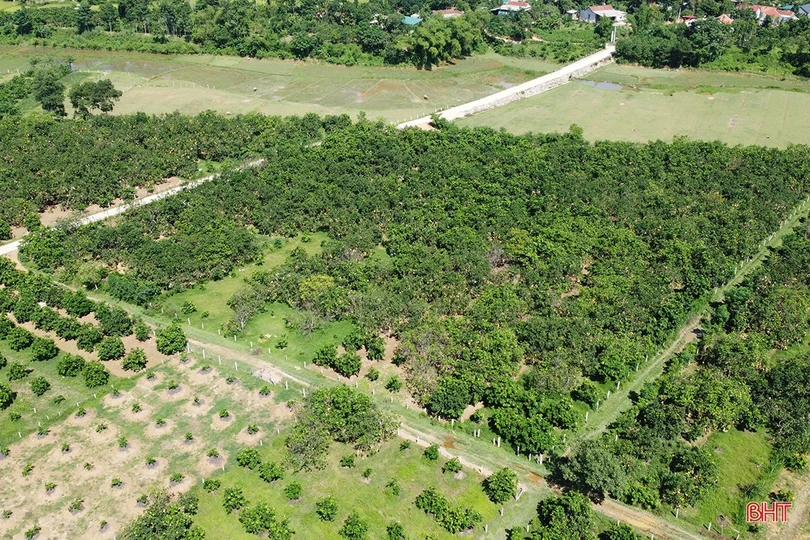 Đặc sản bưởi Phúc Trạch “lên ngôi”, người dân miền núi Hà Tĩnh “đổi đời”!