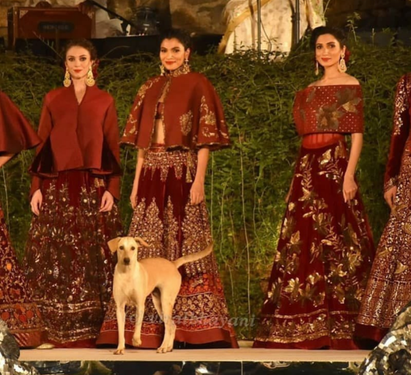 Chó “chiếm sóng” trong show thời trang