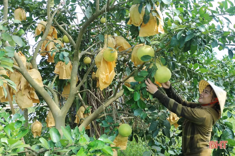 Sản phẩm nông nghiệp Hà Tĩnh đắt hàng, được giá dịp rằm tháng 7