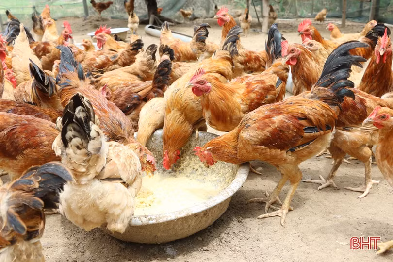 Sản phẩm nông nghiệp Hà Tĩnh đắt hàng, được giá dịp rằm tháng 7