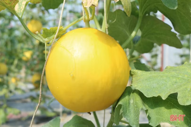 Sản phẩm nông nghiệp Hà Tĩnh đắt hàng, được giá dịp rằm tháng 7