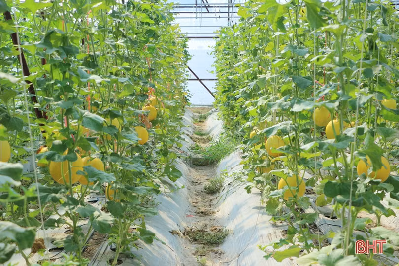 Sản phẩm nông nghiệp Hà Tĩnh đắt hàng, được giá dịp rằm tháng 7