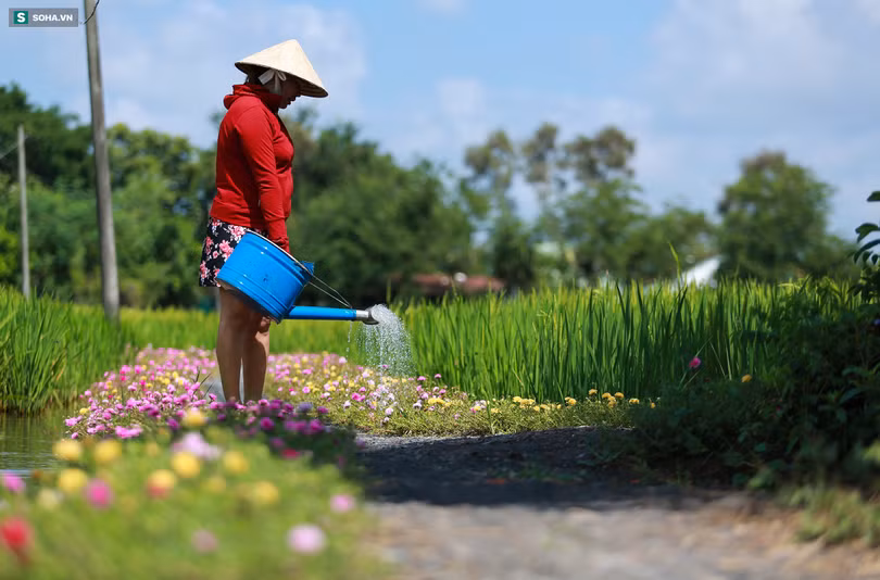 Con đường hoa mười giờ len lỏi giữa đồng lúa xanh đẹp như tranh ở Sài Gòn