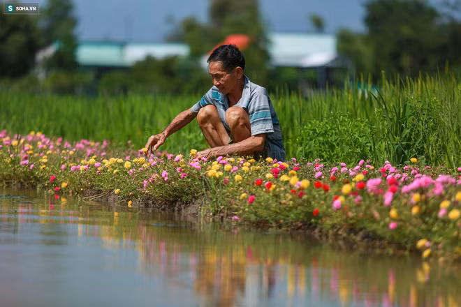 Con đường hoa mười giờ len lỏi giữa đồng lúa xanh đẹp như tranh ở Sài Gòn