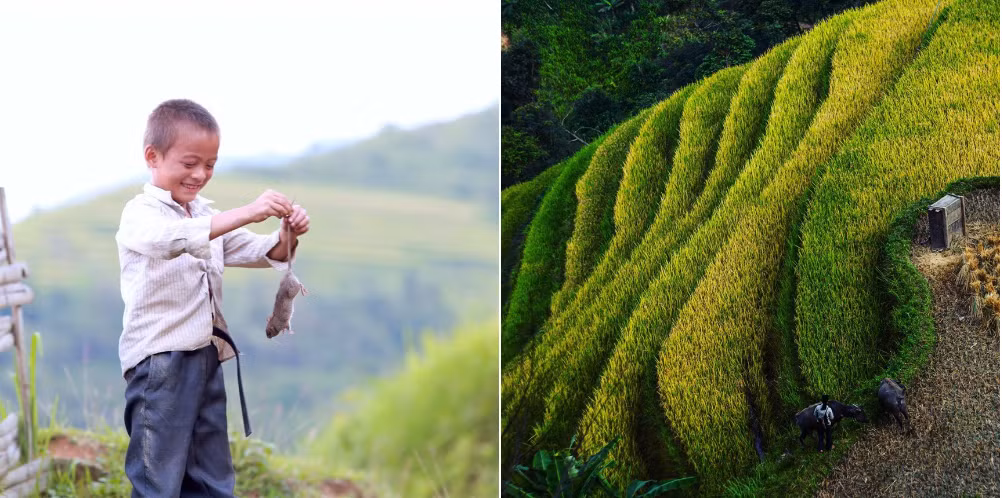 Hoàng Su Phì đẹp hút hồn mùa lúa chín