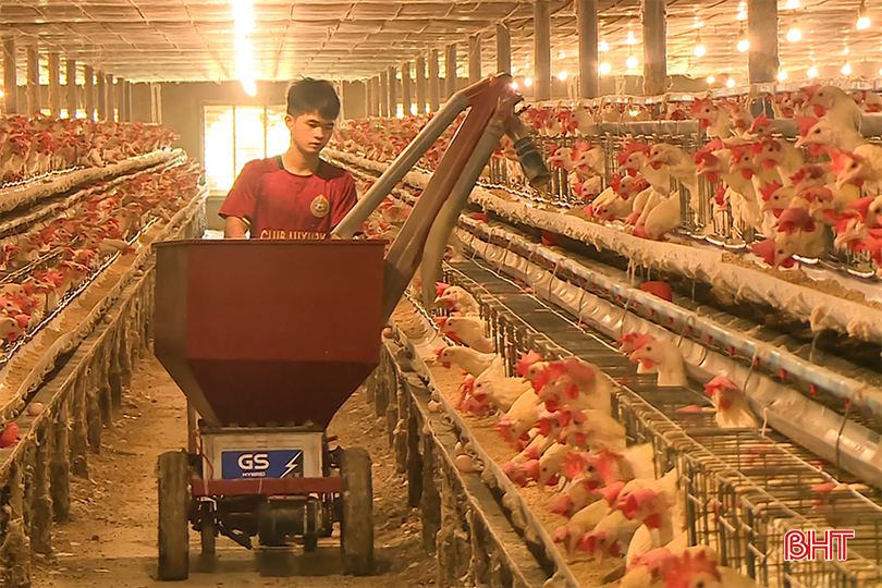 Các trang trại gà công nghệ cao ở xã Toàn Lưu đều áp dụng cho ăn tự động để giảm chi phí nhân công. bqbht_br_a-sopd.png