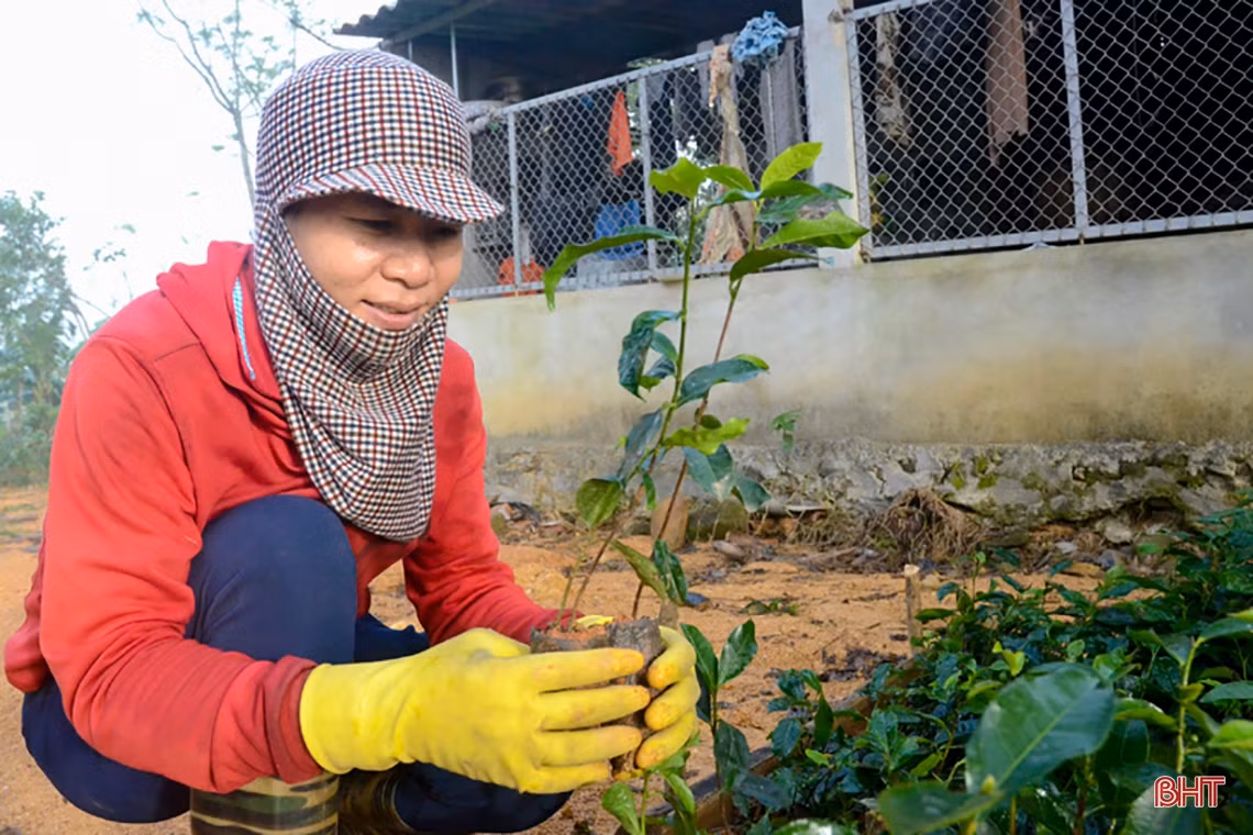 Về vùng trồng chè xanh trên đất đỏ miền thượng Kỳ Anh
