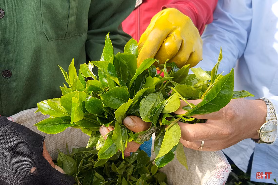 Về vùng trồng chè xanh trên đất đỏ miền thượng Kỳ Anh