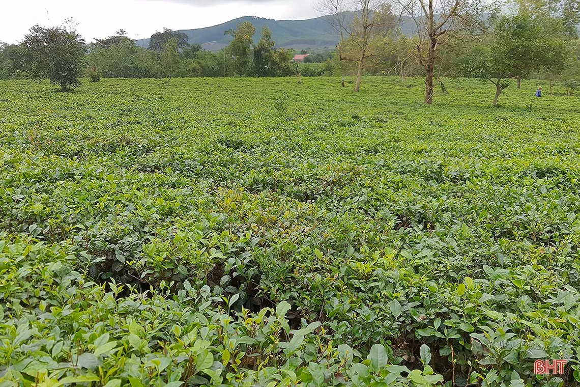 Về vùng trồng chè xanh trên đất đỏ miền thượng Kỳ Anh